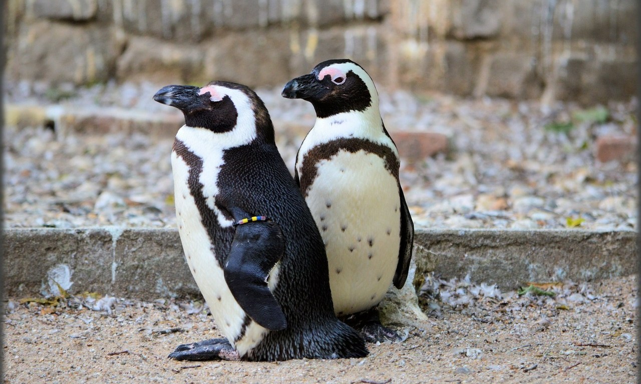Twee penguïns in Artis