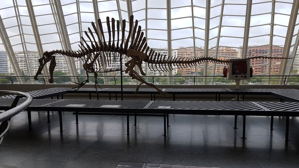 Een dinosaurusskelet in het natuurhistorisch museum van Valencia Het is grot geraamte van zeker 12 meter lang. Ik meen een spinosaurus, een dinosaurus die op z'n achterpoten liep, met een lange spitse schedel en lange punten op zijn rug, uitsteeksels uit de ruggegraat tot ruime een meter.