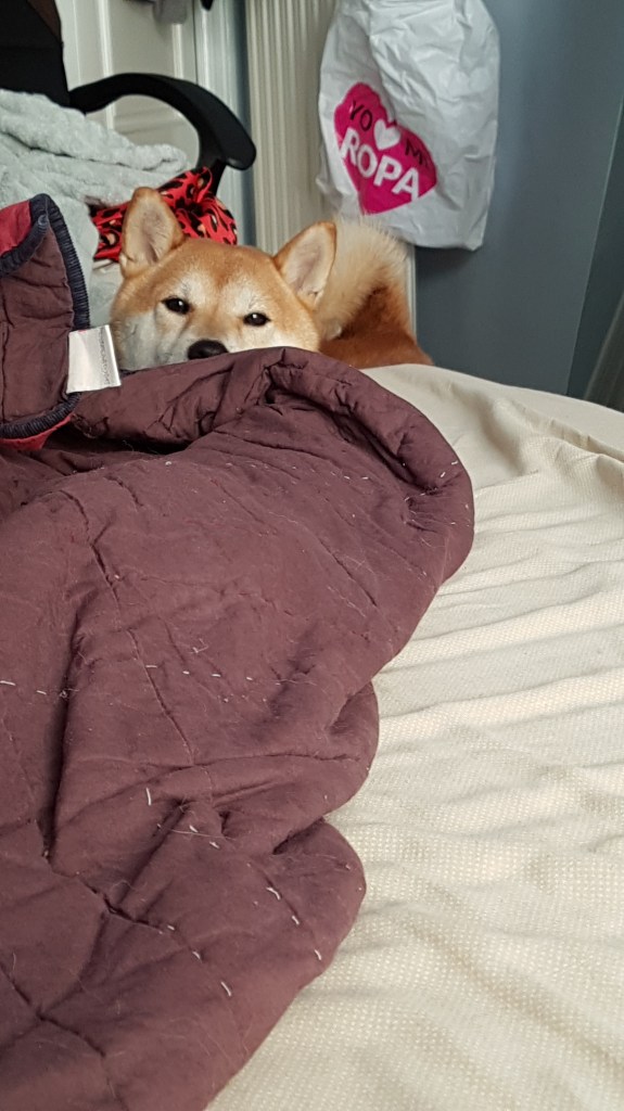 Vanuit bed fotograafde ik Azuki, een hond van het ras shiba inu, vlak voor hij mijn sok ging stelen.