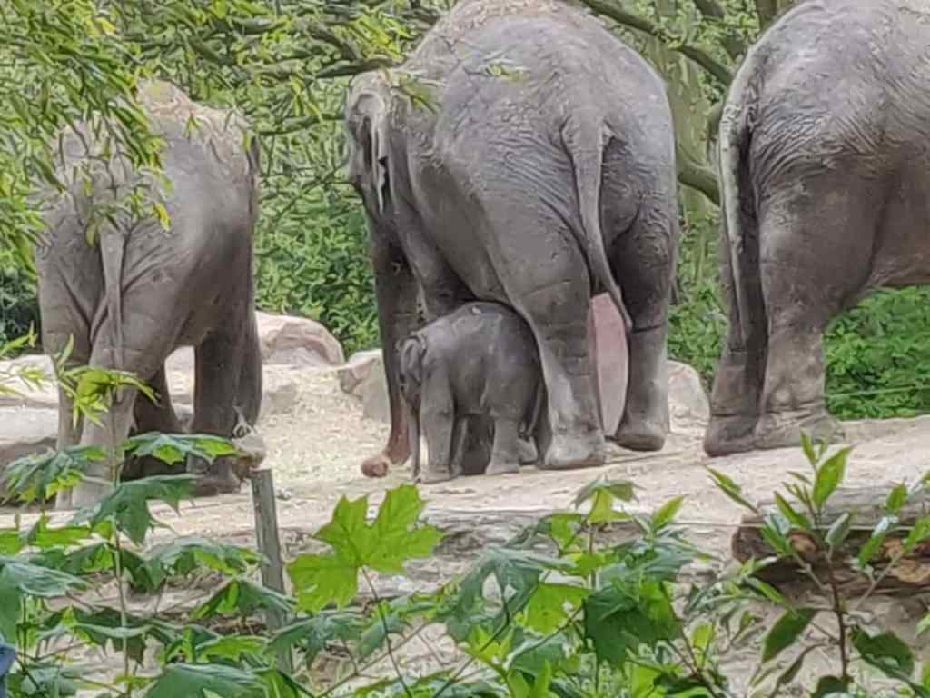 Babyolifantje geboren op 05 mei 2021 in Diergaarde Blijdorp bij mama
