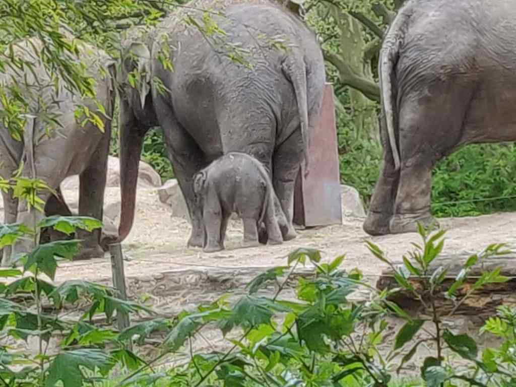 Babyolifantje geboren op 05 mei 2021 in Diergaarde Blijdorp bij mama