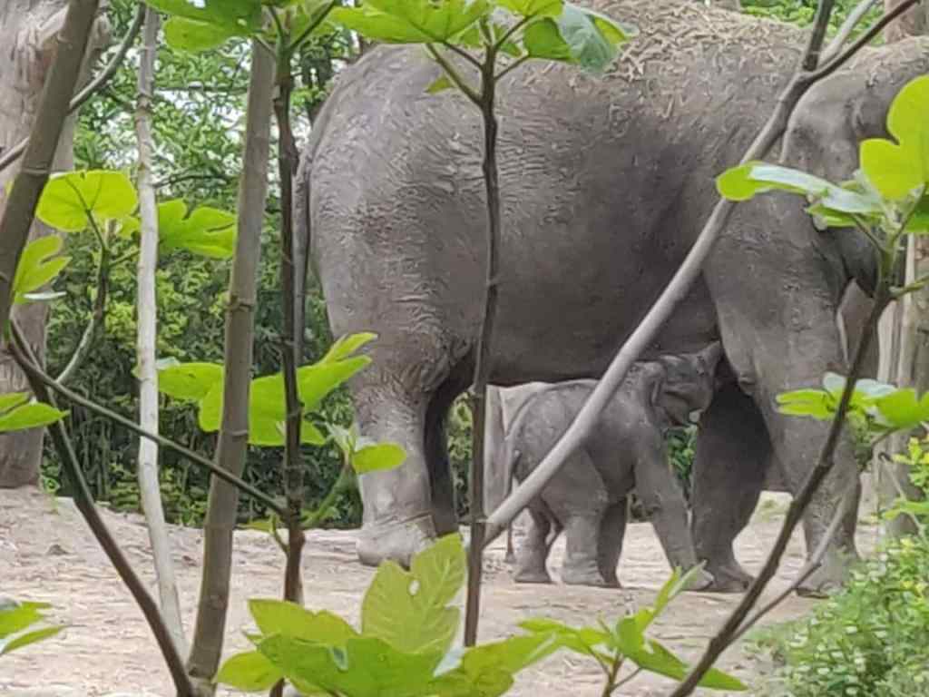 Babyolifantje geboren op 05 mei 2021 in Diergaarde Blijdorp drinkt bij mama