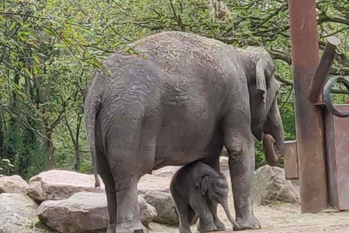 Babyolifantje geboren op 05 mei 2021 in Diergaarde Blijdorp onder mama