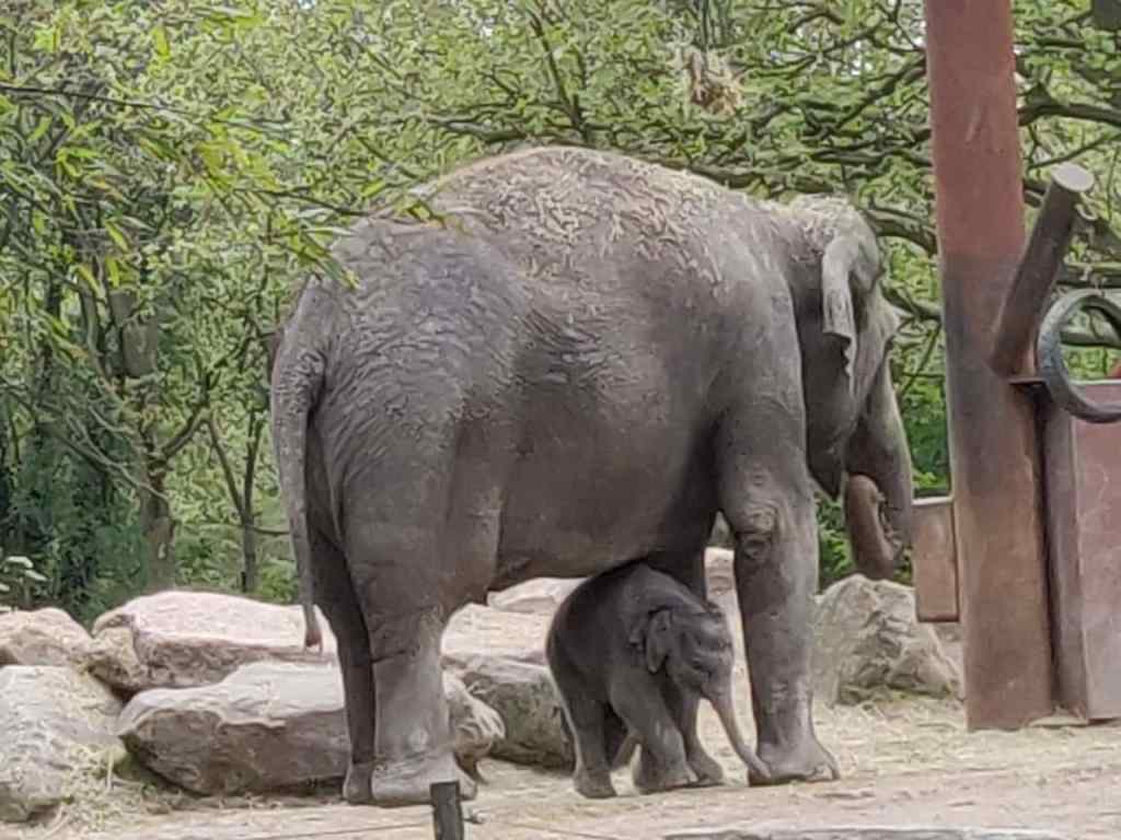 Babyolifantje geboren op 05 mei 2021 in Diergaarde Blijdorp onder mama