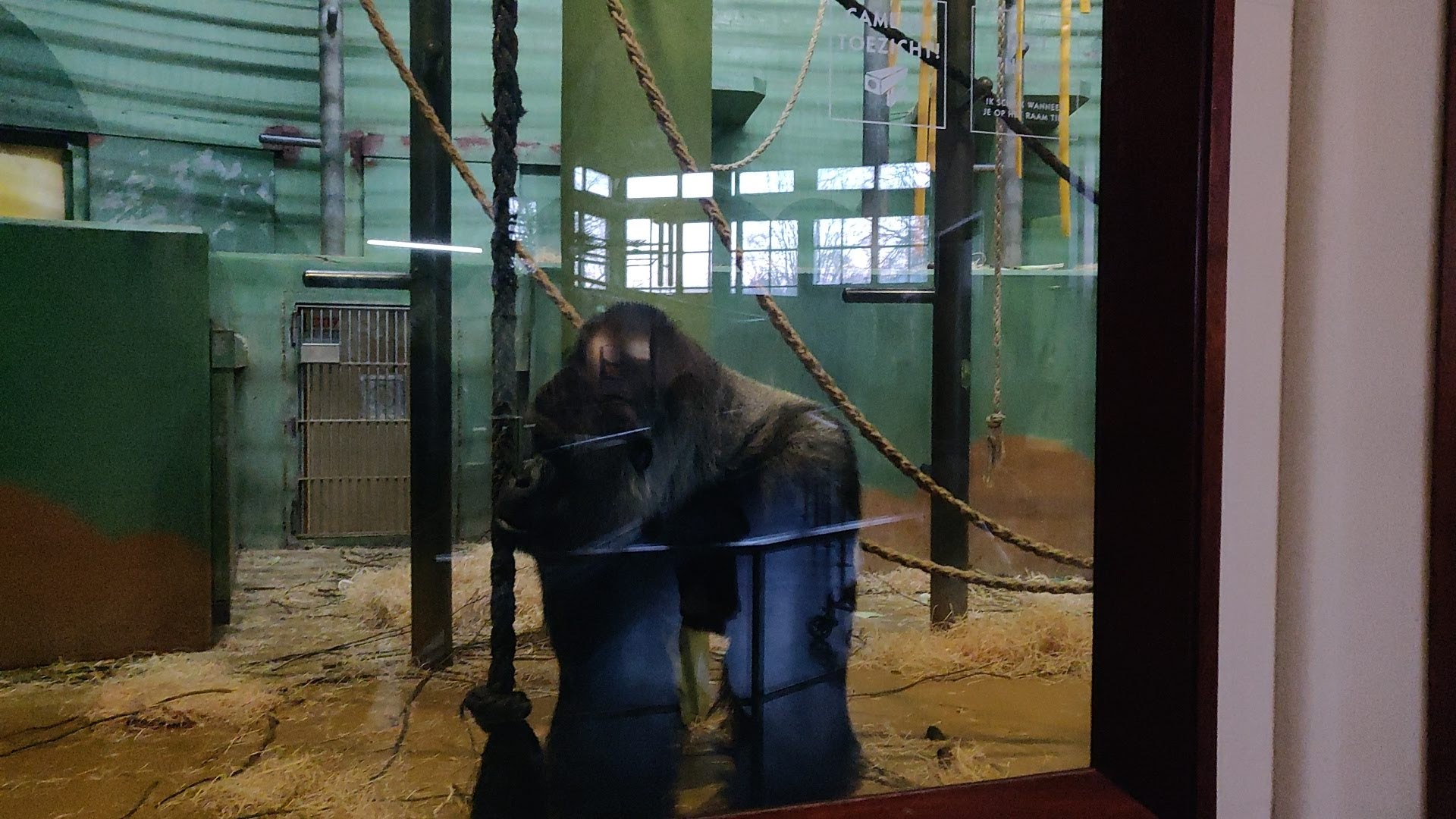 Bokito in het binnenverblijf van Diergaarde Blijdorp - Tussen stro en hangende touwen tegen een groenblauwe achtergrond van het verblijf staat Bokito op knokkels en voeten met zijn sterke lijf richting de camera. Hij kijkt opzij, waardoor het grijs van rug te zien is op zijn schouder en in zijn hals.
