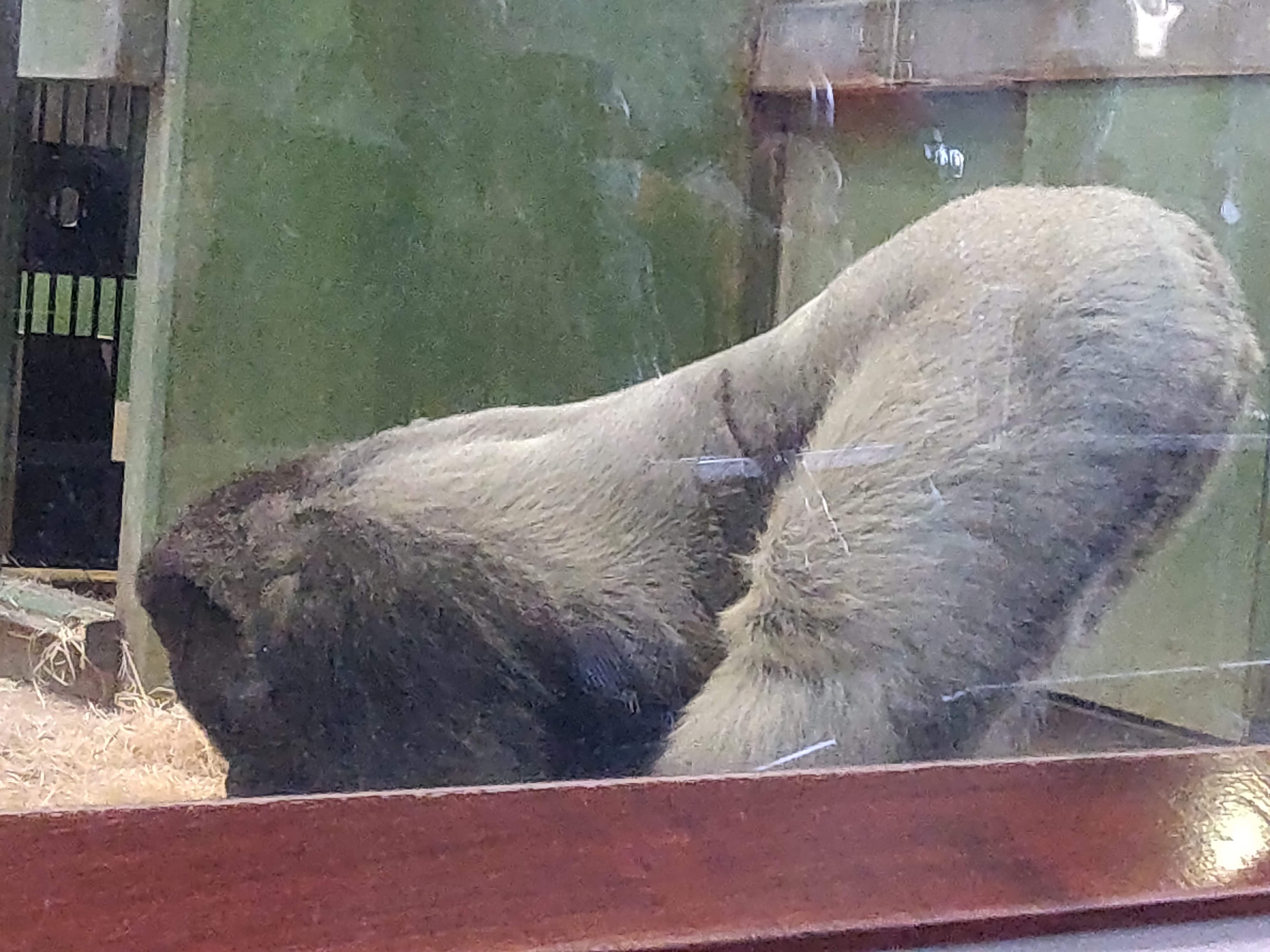 Bokito doet de "neerwaartse aap", een variant op de neerwaartse hond, of the downwards facing dog - In het binnenverblijf van Diergaarde Blijdorp - Tussen stro tegen een groenblauwe achtergrond van het verblijf staat Bokito voorovergebogen in een neerwaartse hond-achtige positie. Vanaf zijn zijkant is het grijs van zijn rug en op zijn benen goed te zien.