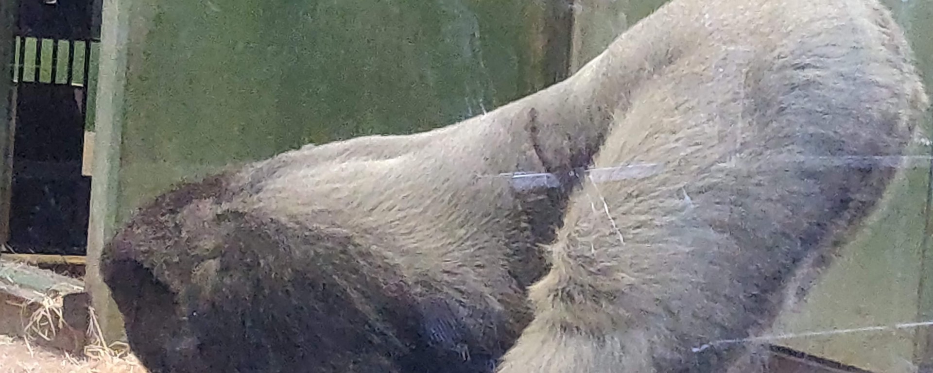 Bokito doet de "neerwaartse aap", een variant op de neerwaartse hond, of the downwards facing dog - In het binnenverblijf van Diergaarde Blijdorp - Tussen stro tegen een groenblauwe achtergrond van het verblijf staat Bokito voorovergebogen in een neerwaartse hond-achtige positie. Vanaf zijn zijkant is het grijs van zijn rug en op zijn benen goed te zien.