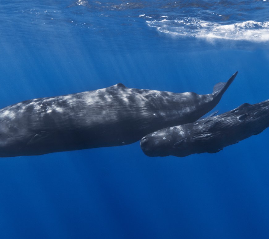 Moeder en baby potvissen zwemmen onder water in de oceaan. De baby zwemt naast zijn moeder.